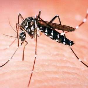 Može li sapun spriječiti ubode komarca: Ključ je u jednom sastojku