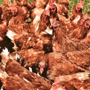 Banda od 100 divljih kokošaka teroriše selo u Engleskoj