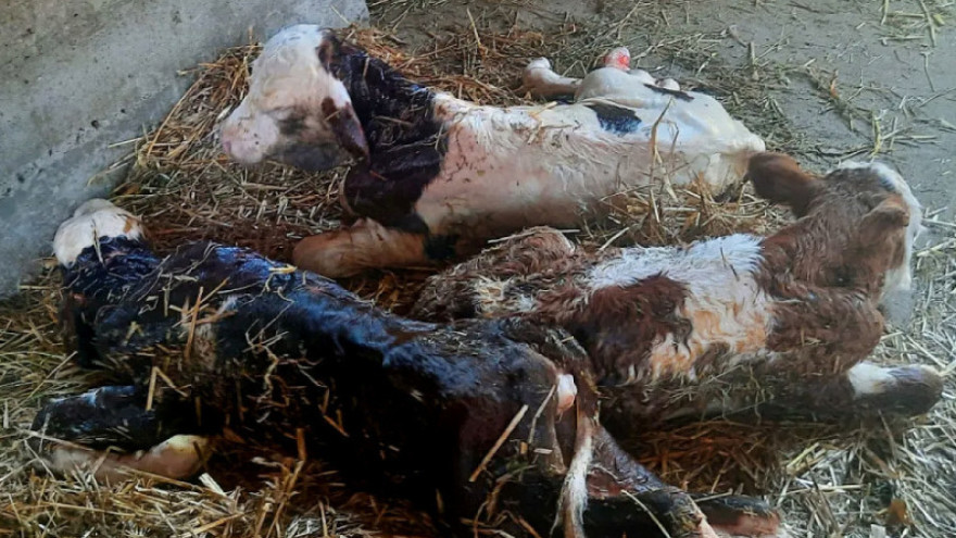 Rijetkost u govedarstvu: Krava u Šumadiji otelila trojke