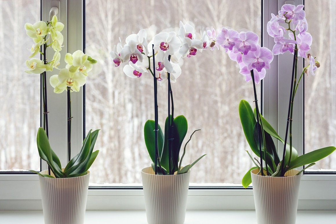Spasite orhideju uz jednostavan trik