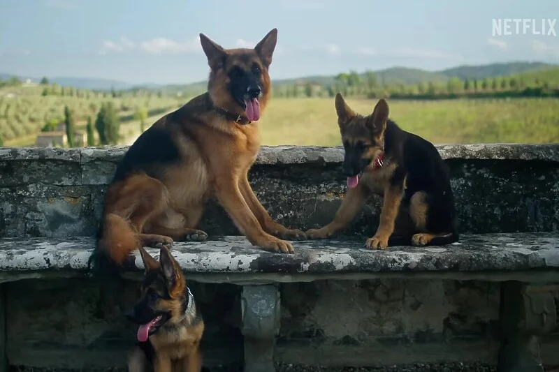 Pas koji je naslijedio 400 miliona dobio svoj dokumentarac: Kad mislite da ste vidjeli sve(VIDEO)