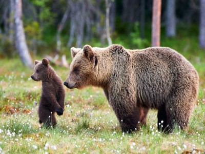 Lov na medvjede odobren nakon dvije decenije