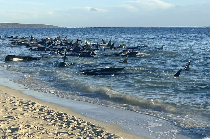 Na zapadu Australije nasukalo se 160 kitova, u toku spasavanje