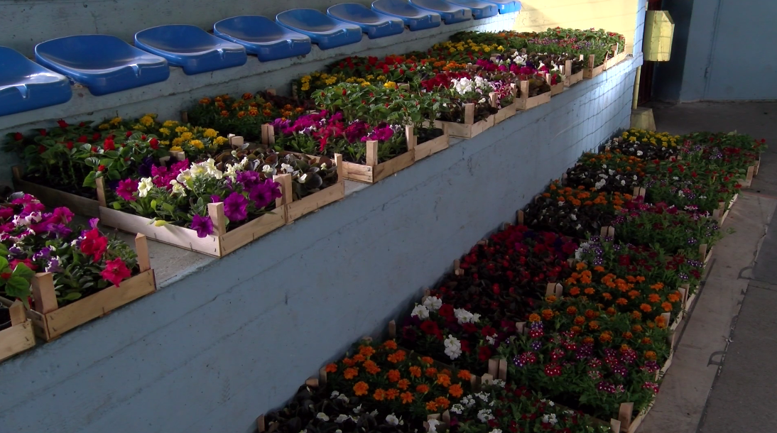 U sklopu akcije ”Za ljepši i uređeniji Doboj” podijeljene sadnice cvijeća (FOTO/VIDEO)