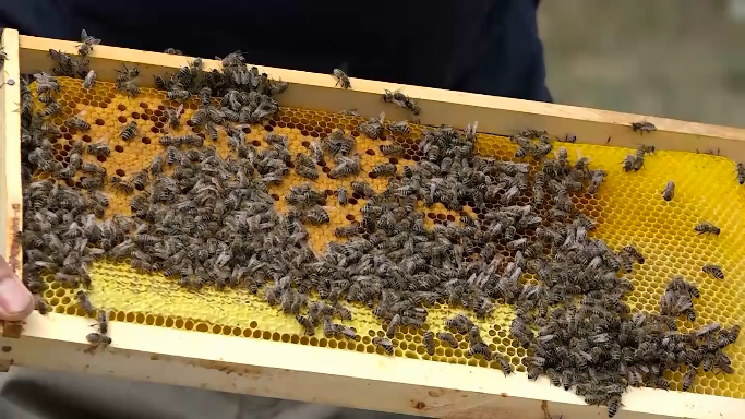 Bagrem u punom jeku, pčelari se nadaju dobrom prinosu (VIDEO)