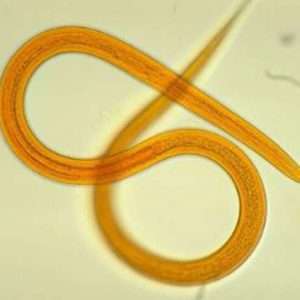 Crvi otkrivaju tajnu za duži život