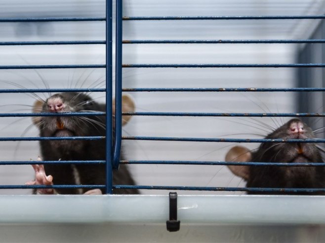 Stručnjaci upozoravaju: Izletnicima prijeti zaraza mišjom groznicom