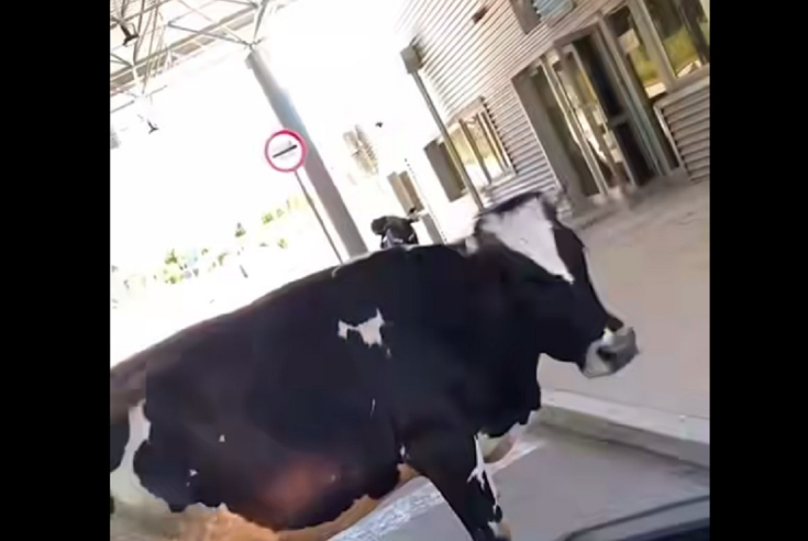 Krava stala na granicu i blokirala prolaz vozilima