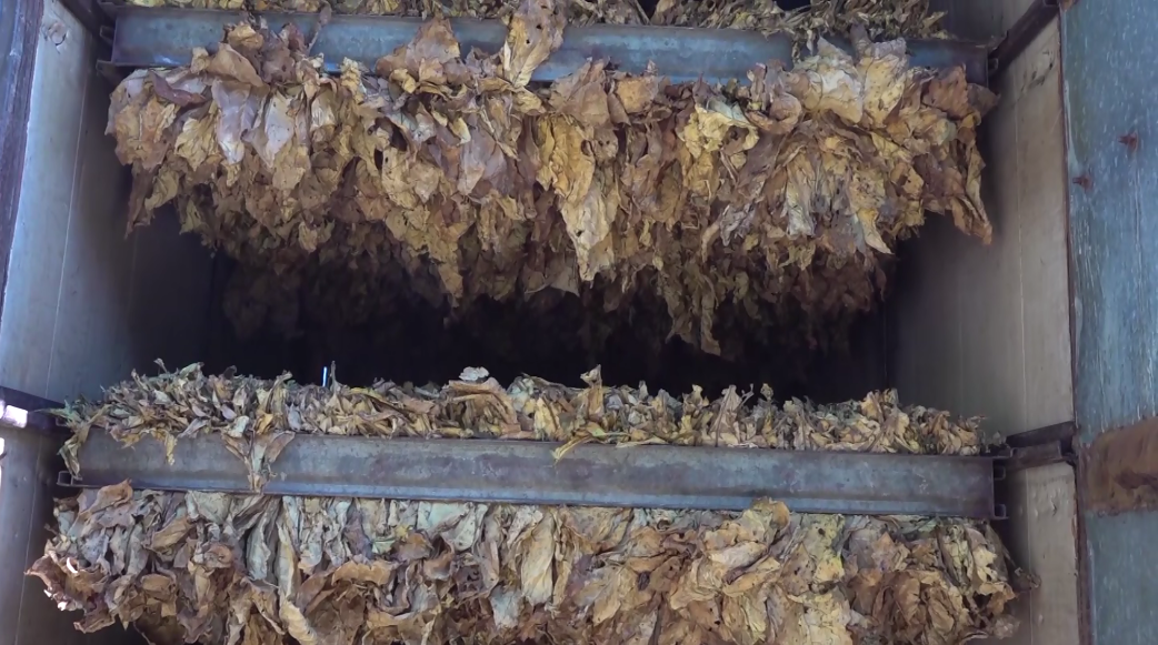 Proizvođači duvana u Semberiji zadovoljni prinosom i kvalitetom (VIDEO)