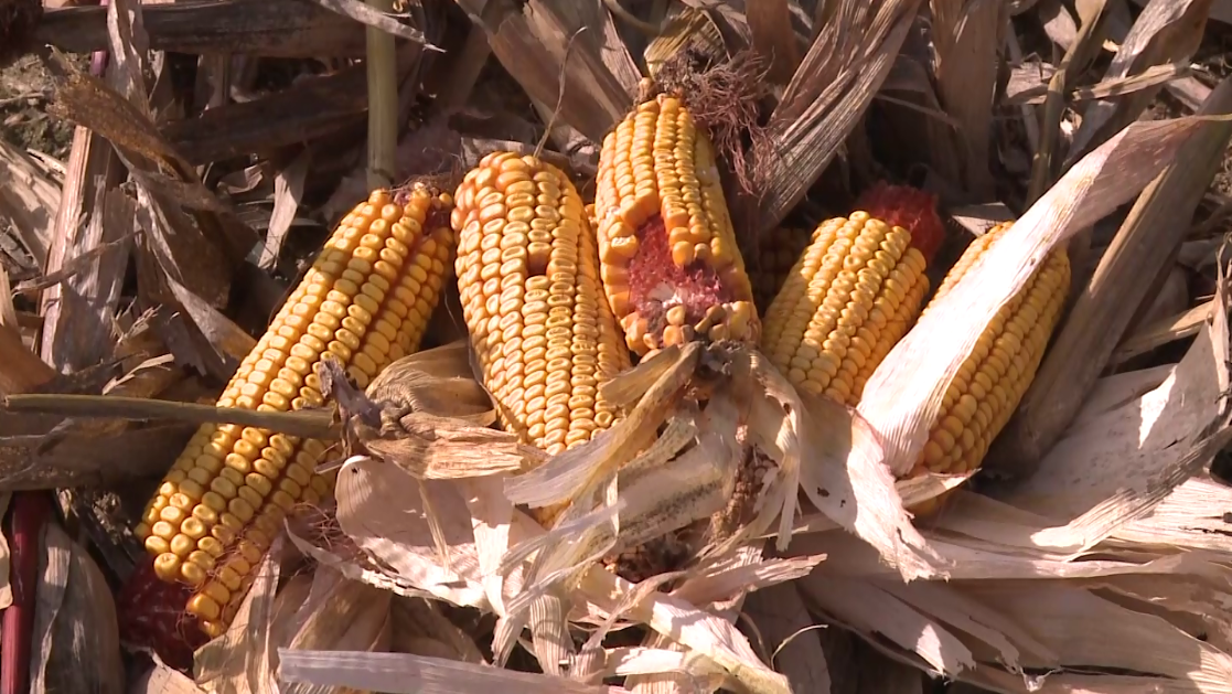 Kakva je budućnost u kukuruza: Opstanak najviše zavisi od navodnjavanja (VIDEO)