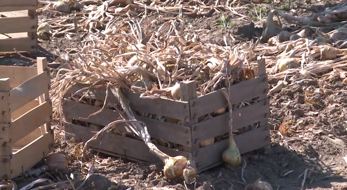 Bijeljina: Povrtar Emin Hamzić i ovog puta došao do kvalitetnih prinosa (VIDEO)