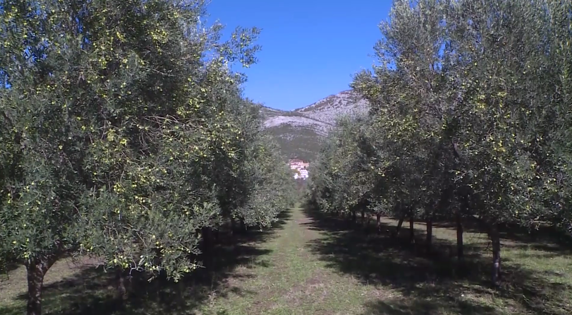Berba maslina u Trebinju: Maslinari zadovoljni prinosima (VIDEO)