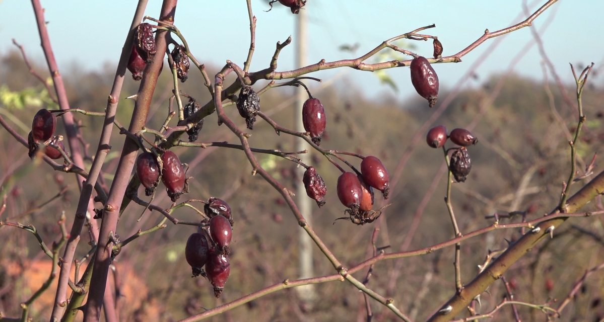 Šipak porodice Savić: Berba dala dobre prinose, plan unapređenje rezidbe (VIDEO)