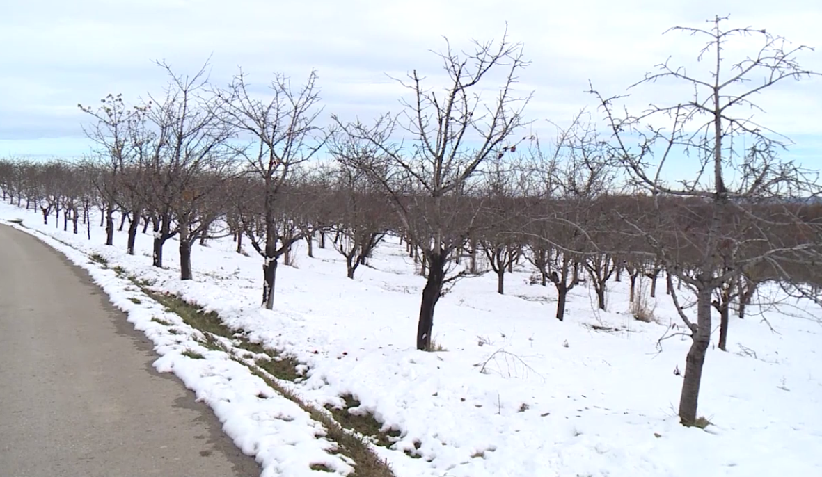 Hladniji dani donose posao oko uređenja voćnjaka (VIDEO)