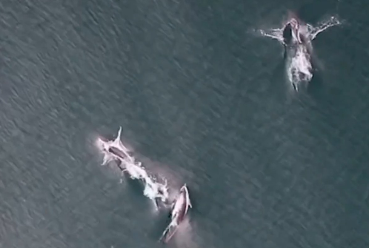Prvi put zabilježeno šta rade zajedno kitovi ubice i delfini: Biolozi bez riječi (VIDEO)