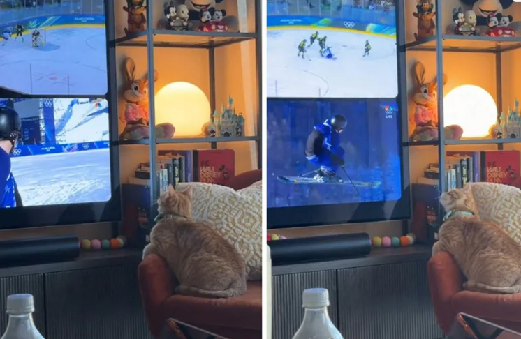 Hit snimak na TikToku: Mačka na svoj način prati Zimske olimpijske igre