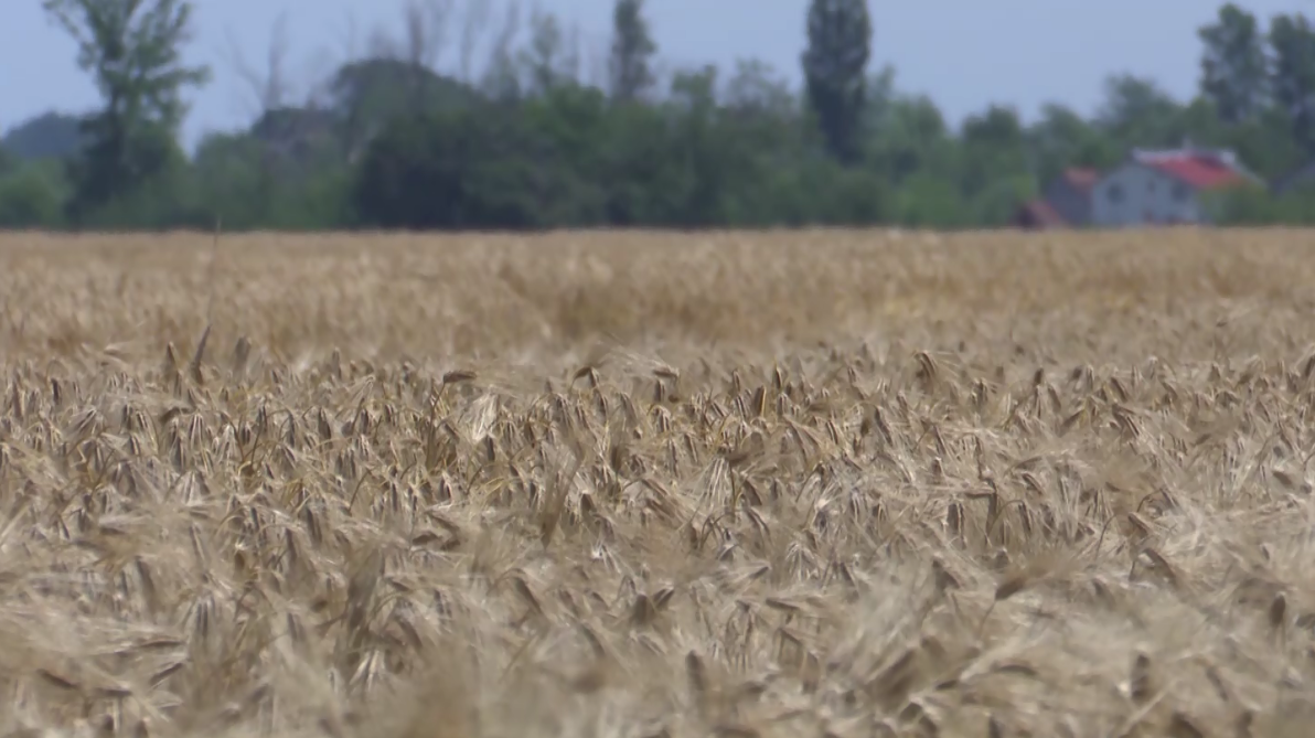 U toku žetva ječma na imanjima PD ”Semberija” (VIDEO)