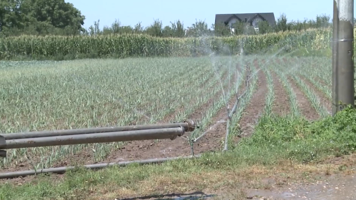Slijedi borba sa visokim temperaturama: Bitno zaštititi kukuruz i povrće (VIDEO)
