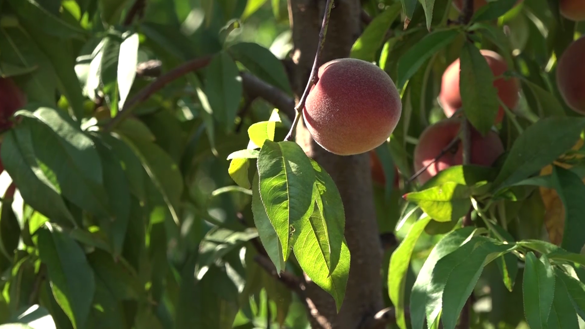 Potkozarje prikuplja dobre plodove breskve (VIDEO)